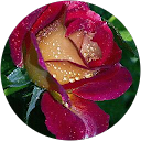 M.CARMEN MOHEDANO profile picture