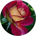 M.CARMEN MOHEDANO profile picture